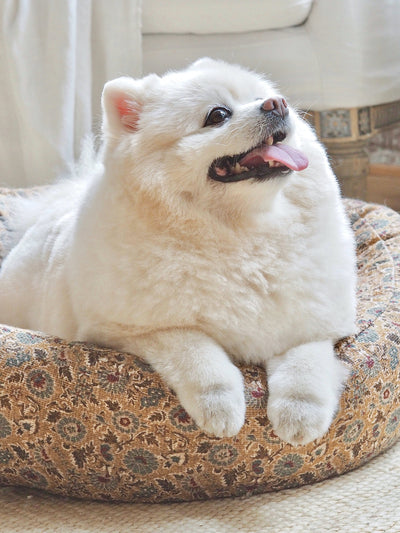 Coco Slub Dog Bed - The Cross Decor & Design