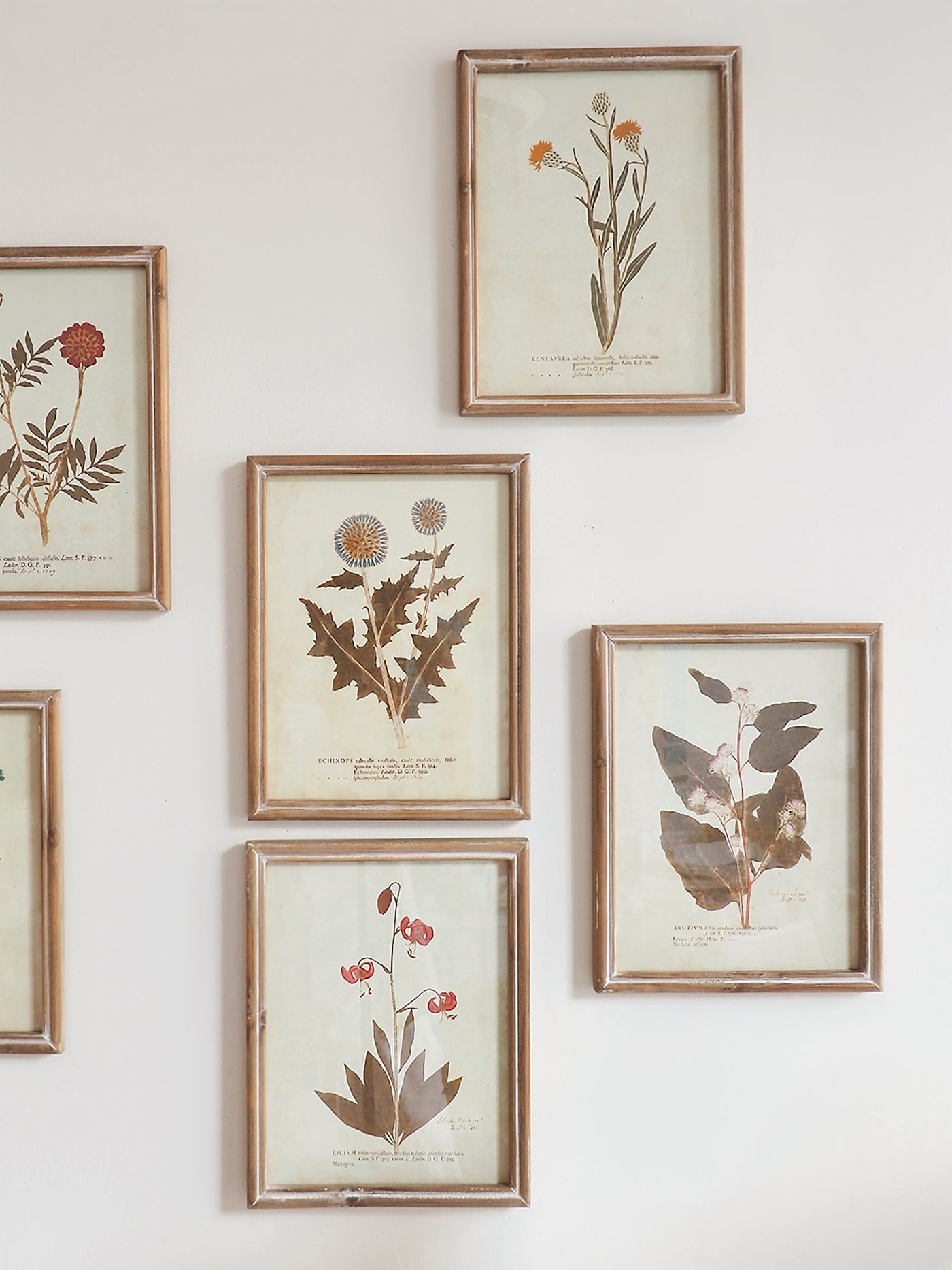 Botanicals Framed Prints | 10" x 13" - The Cross Decor & Design