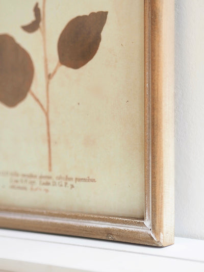 Botanicals Framed Prints | 10" x 13" - The Cross Decor & Design