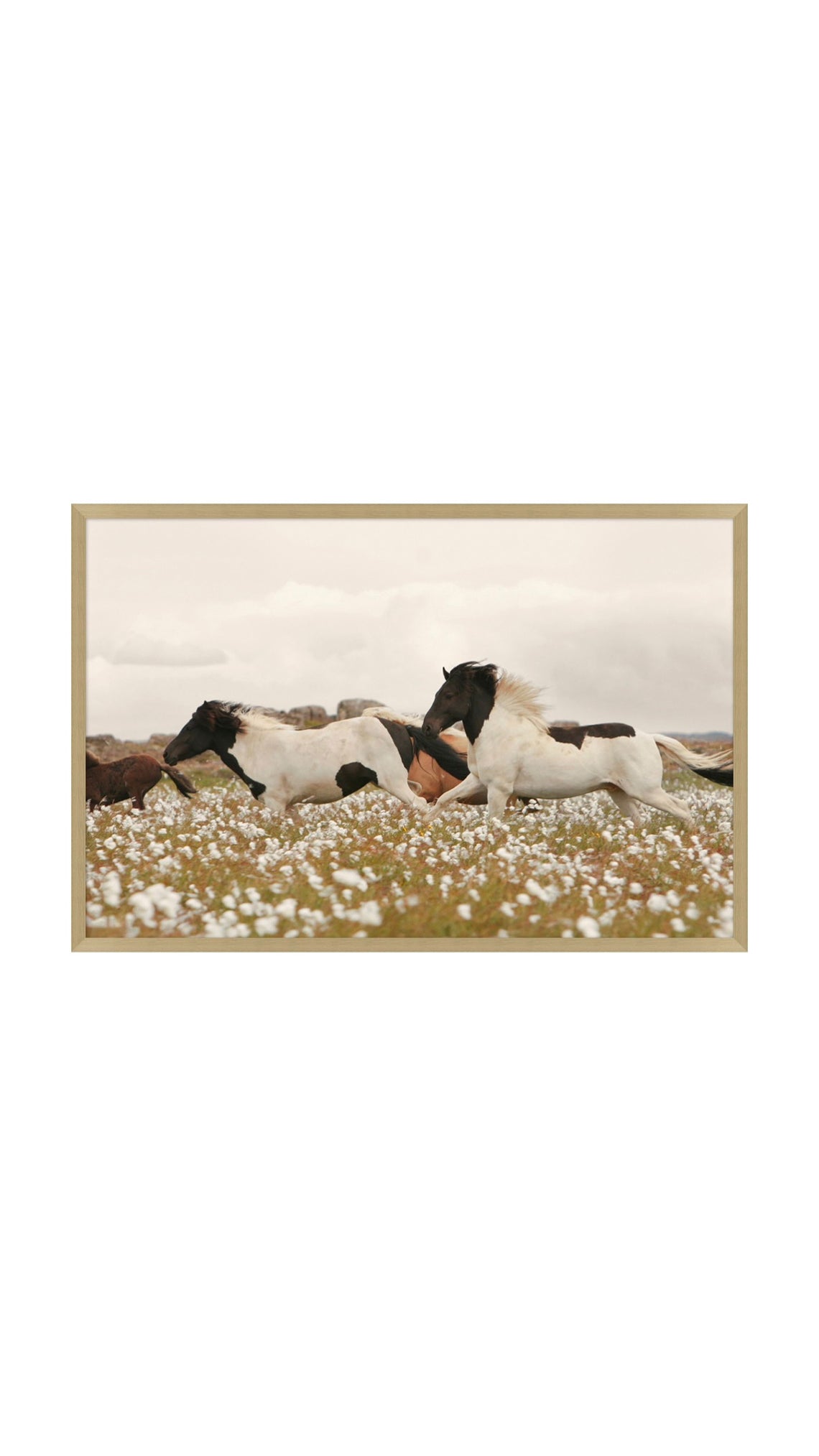 Wildflower Stallions Wood Frame | 47.5" x 31.5"