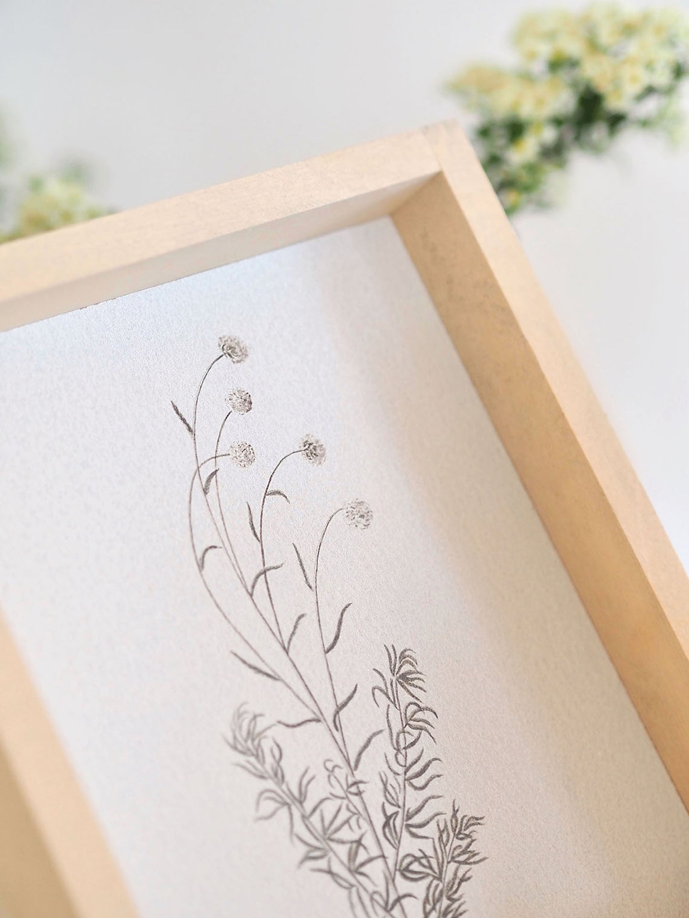 White Scabious Framed Print 8.5x7"