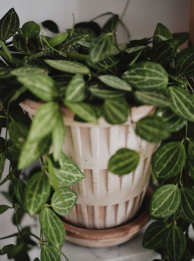 Pantheon Pot - The Cross Decor & Design