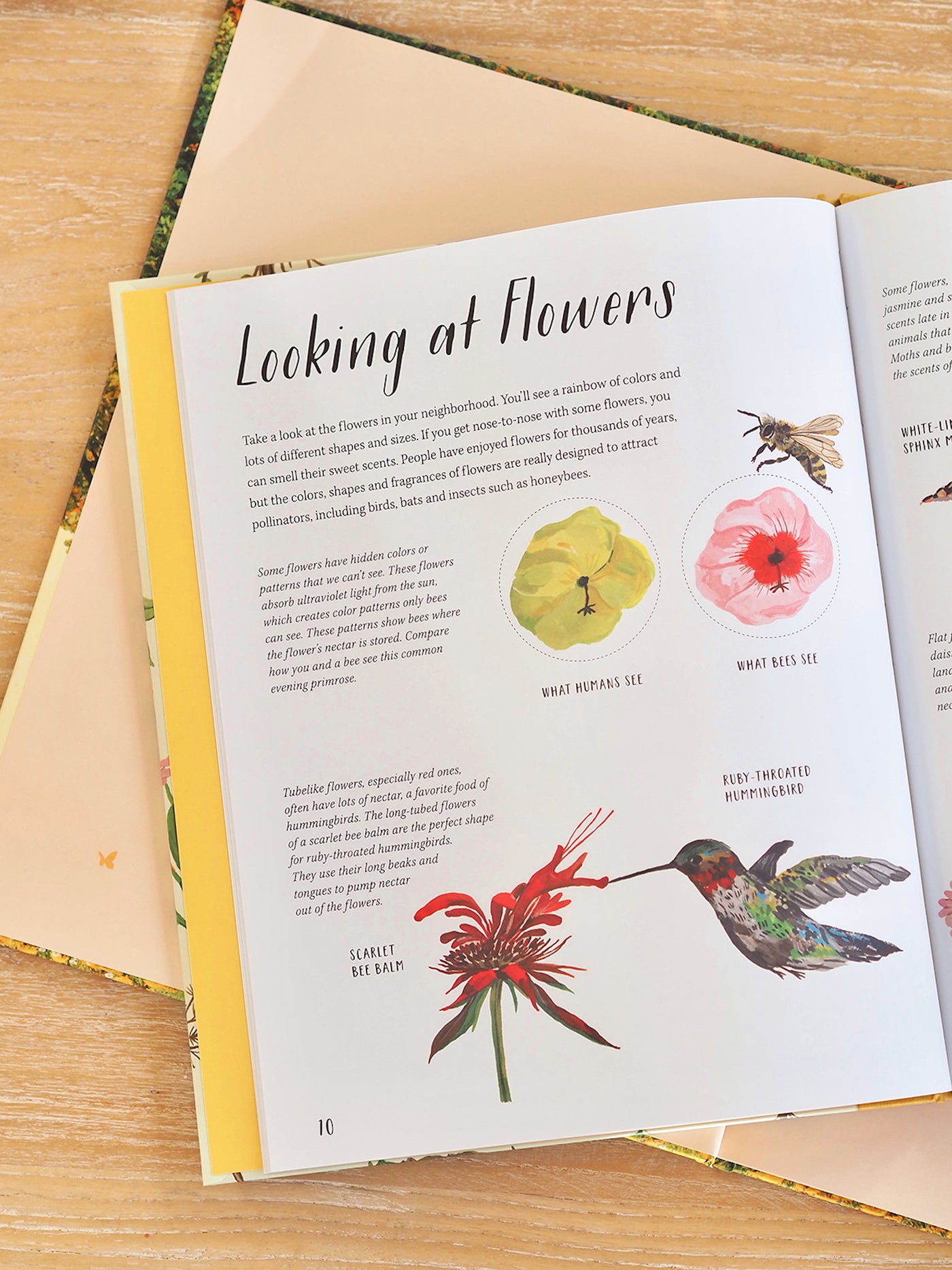Nature All Around: Plants Book - The Cross Decor & Design