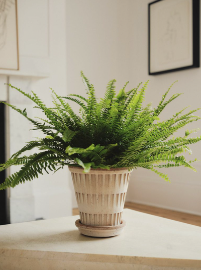 Pantheon Pot - The Cross Decor & Design