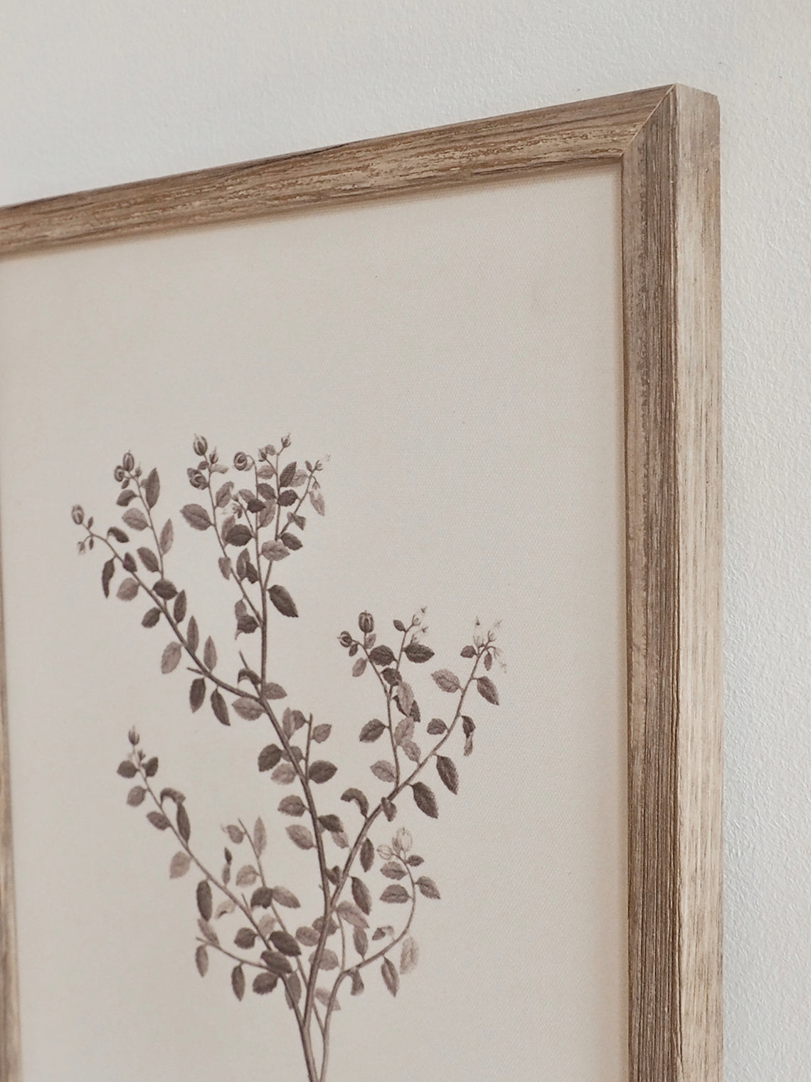Botanical Sketch Framed Canvas Print | 11x14 - The Cross Decor & Design