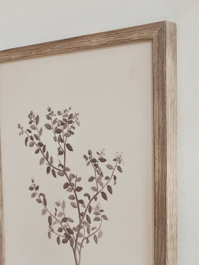 Botanical Sketch Framed Canvas Print | 11x14