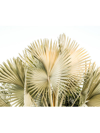 Borassus Palm